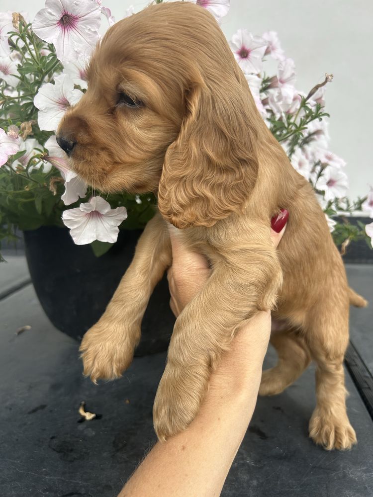 Cocker spaniel angielski