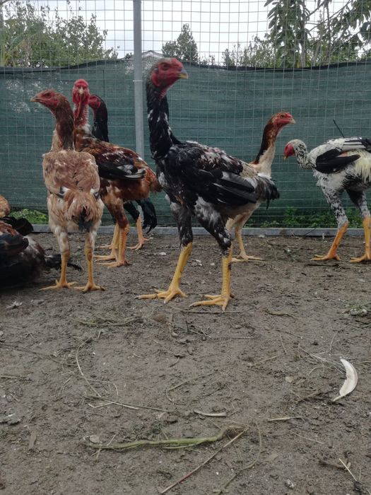 Casal de índio gigante