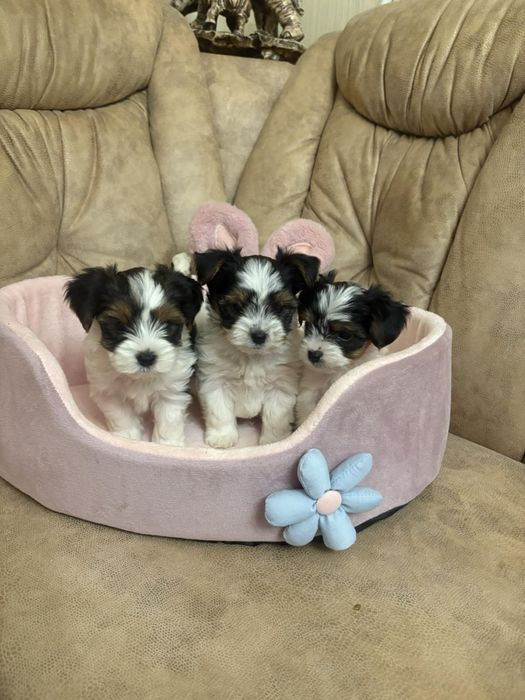 Цуцики Бівер йорк