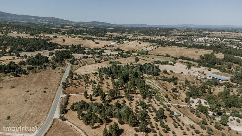 Terreno Rústico / Castelo Branco, Lardosa