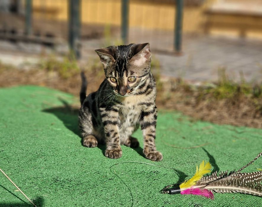Charcoral Prateado Gatinho de bengala (fêmea)