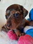 **Jamnik miniaturowy **piesek choco merle do rezerwacji