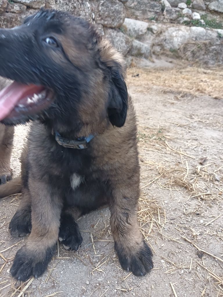 Cachorro serra da estrela