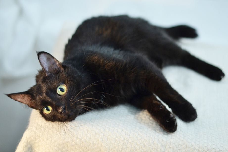 Милая Милка! 8 месяцев, стерилизована (кот,кошка,котенок, черная)