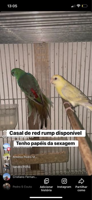 Casal de red rump reprodutor