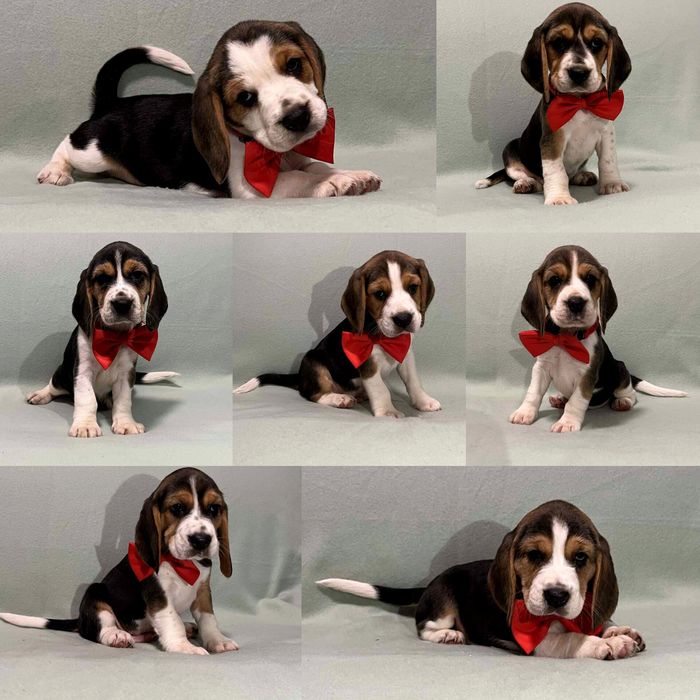 Sprzedam szczeniaka rasy Beagel