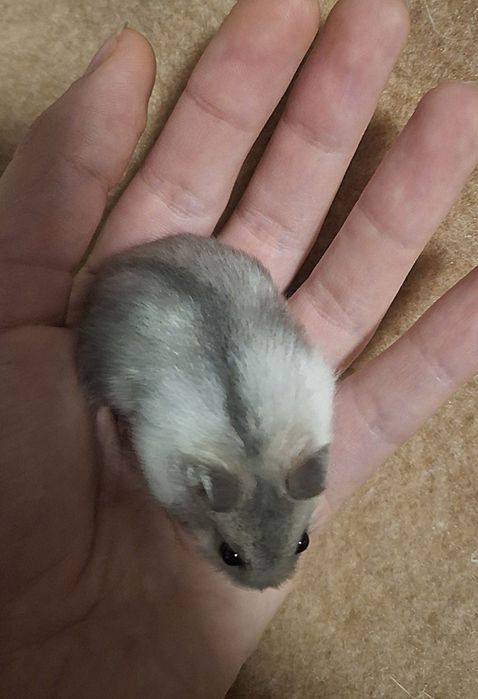 Хомячки джунгарики