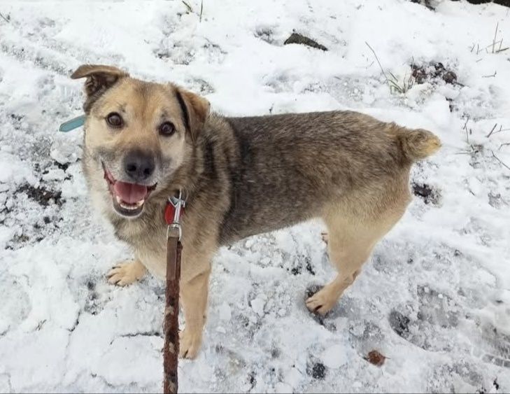 Reksio wesoły do adopcji