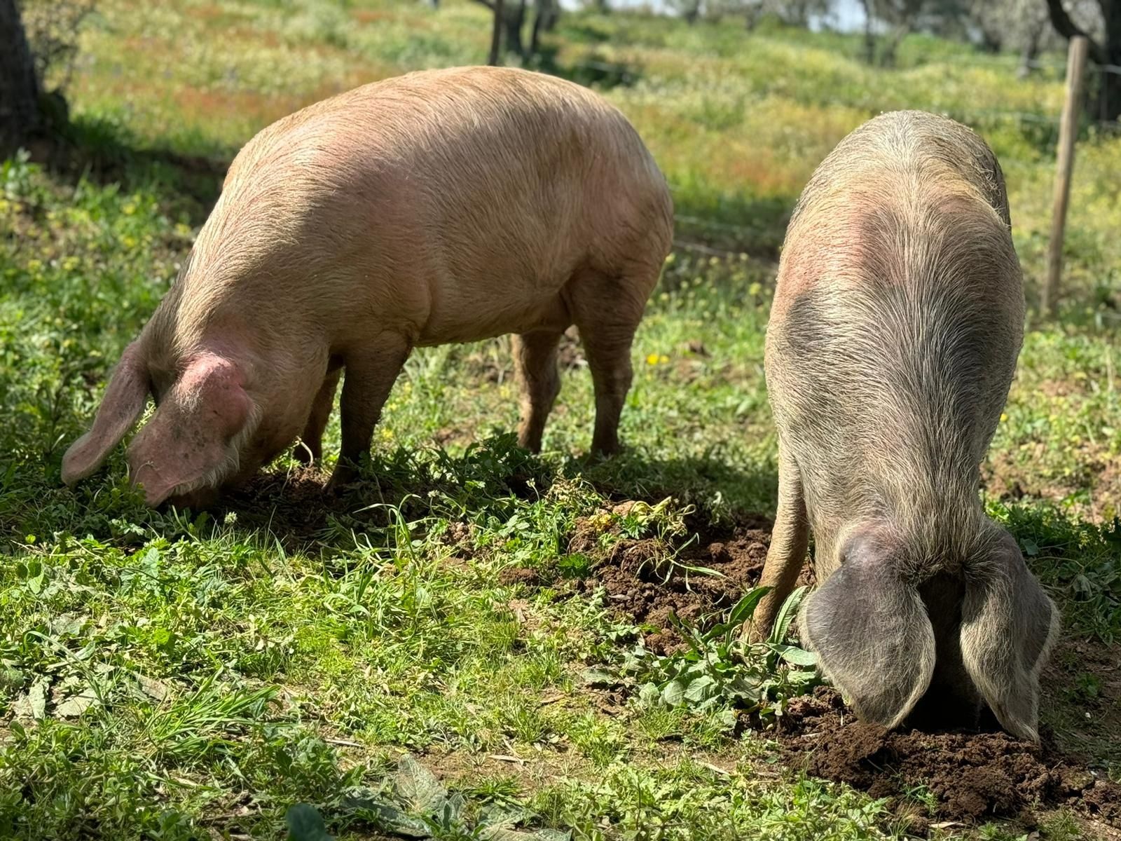 CaMpig.  Leitoês bisaros puros