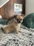 Chihuahua chłopiec długowłosy FCI