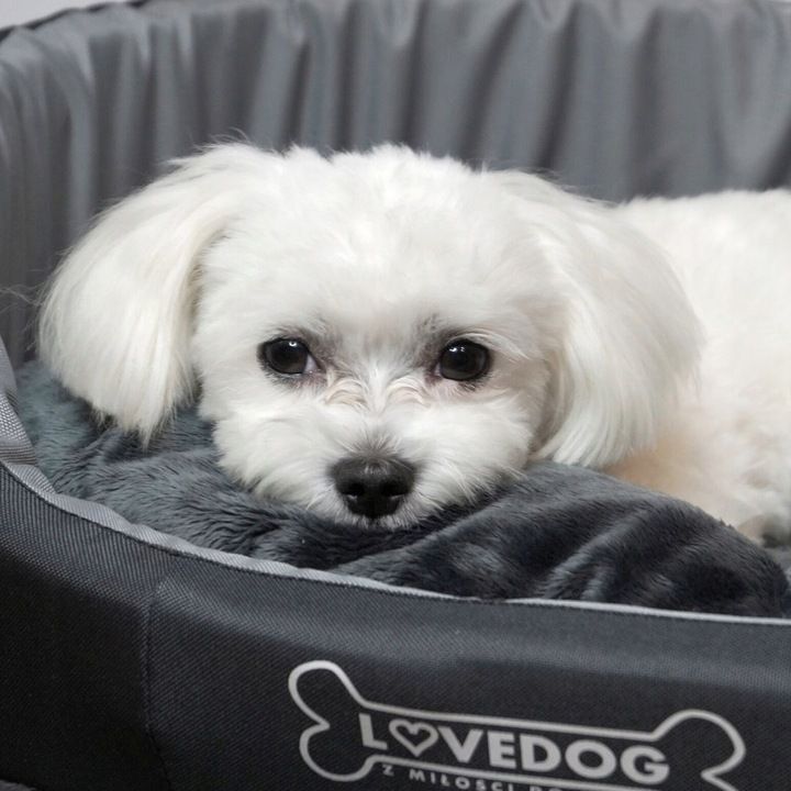 Legowisko Dla Psa Kota Antyalergiczne Posłanie Kanapa Kojec Lovedog M