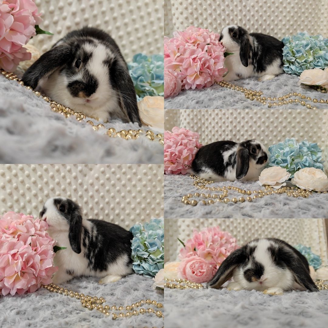 Śliczne Króliczki Mini Lop Czystej Rasy z WYPRAWKĄ I KSIĄŻECZKĄ