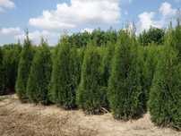 Thuja Smaragd 160,180,200,220 cm! Tuja Szmaragd! Sadzenie! Transport!