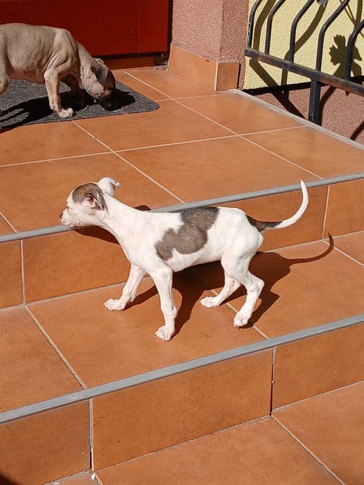 Chart Angielski Whippet śliczna suczka