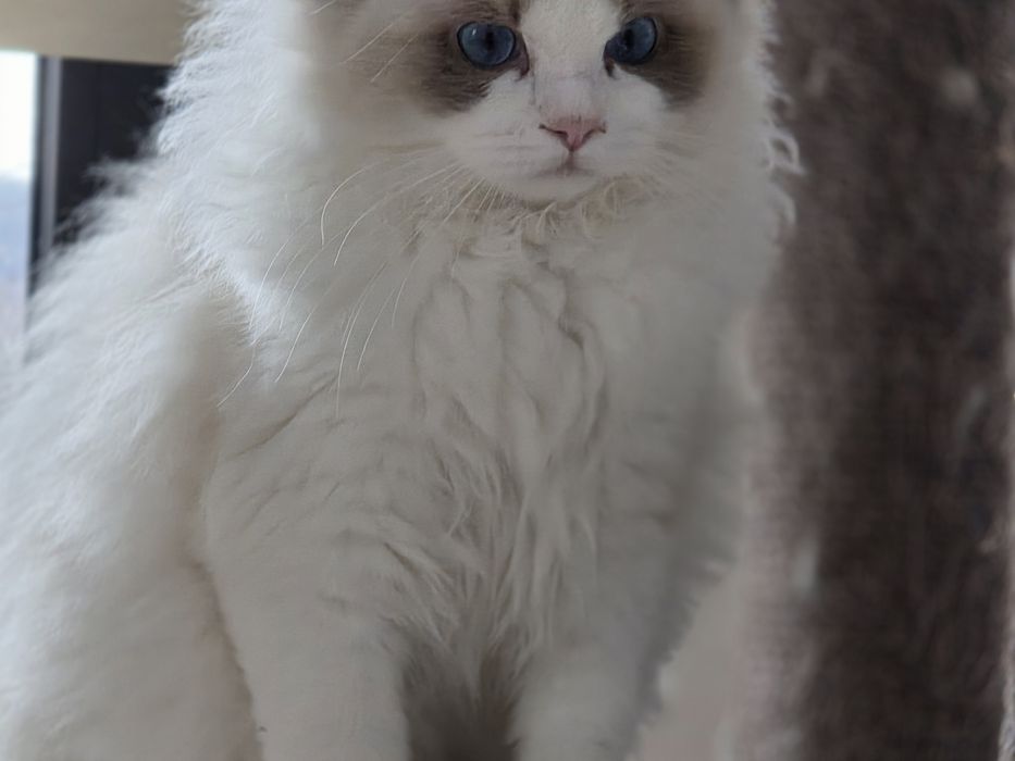 Kotka RAGDOLL  rodowód FPL