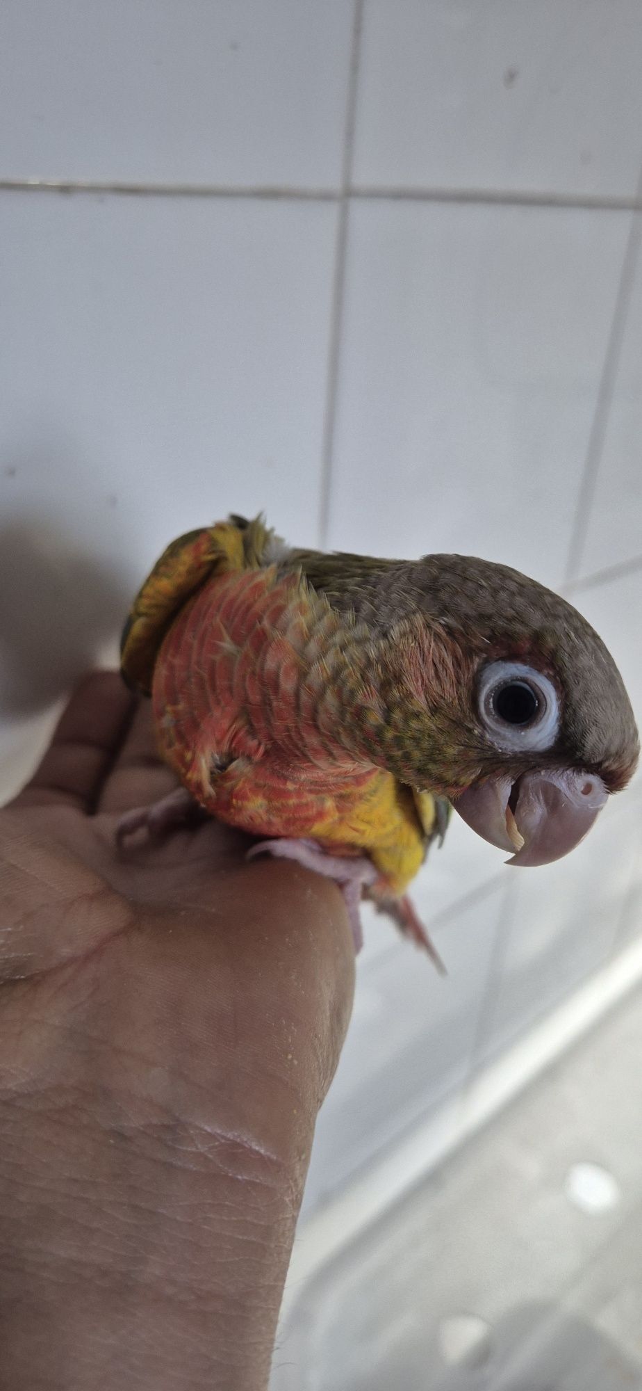 Pyrrhura pinaple criada a mão