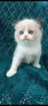 Ragdoll kocurek  RAG n 03 bicolour