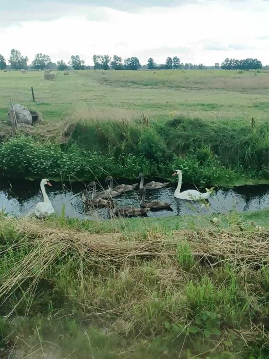 Sprzedam działki budowlane w miejscowości Prądocin ,gmina Deszczno.