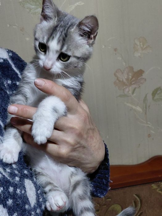 Кошеня шукає родину!