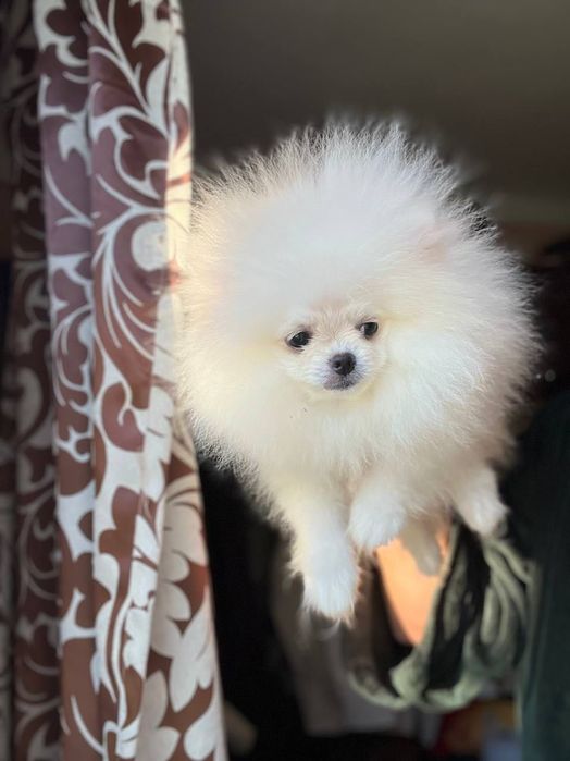 Szpic Pomeranian