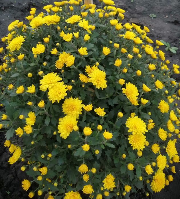 Хризантема мультифлора.