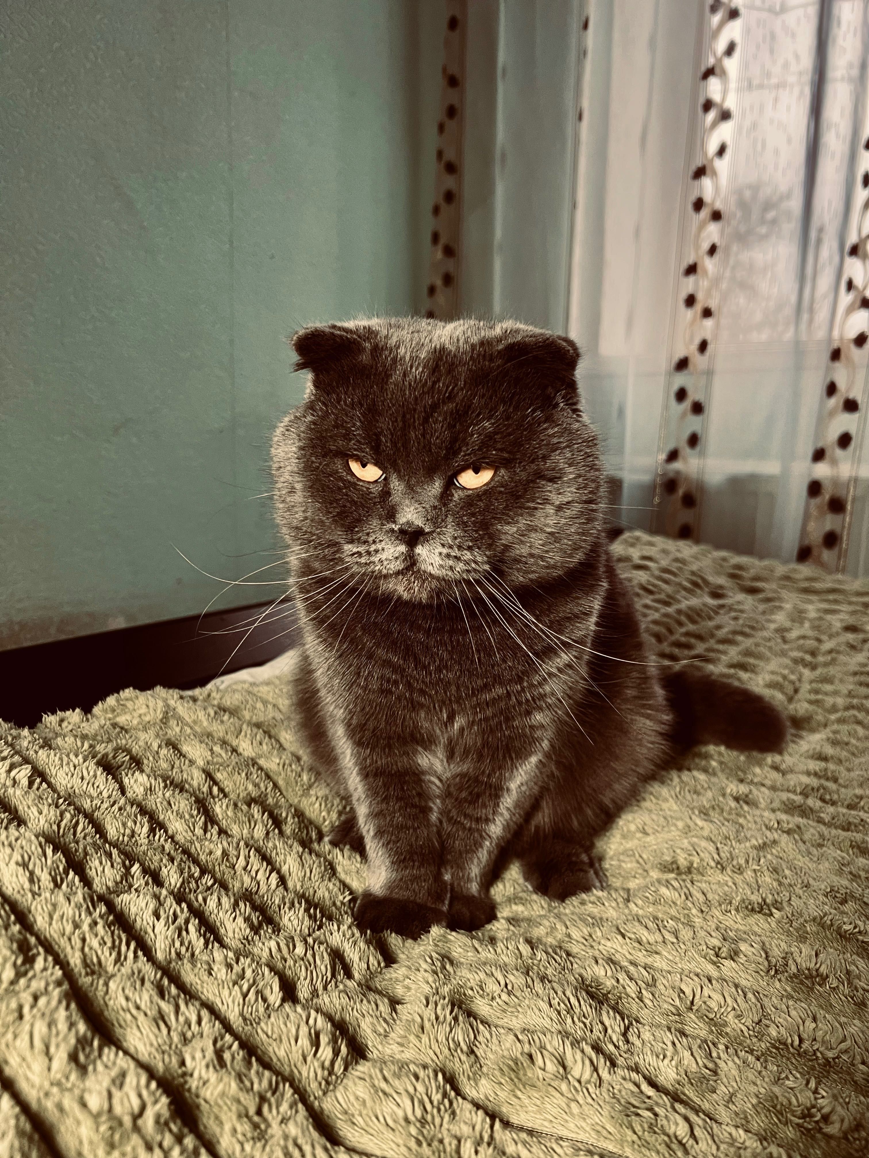 Кіт для вʼязки , висловухий