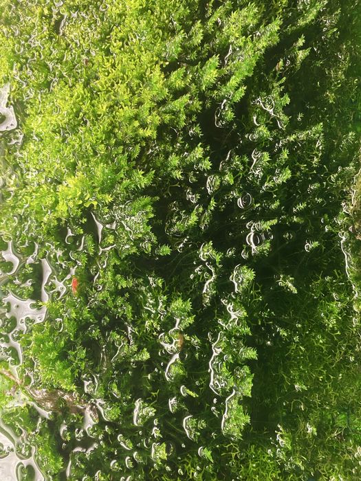 Мох яванський Vesicularia dubayana