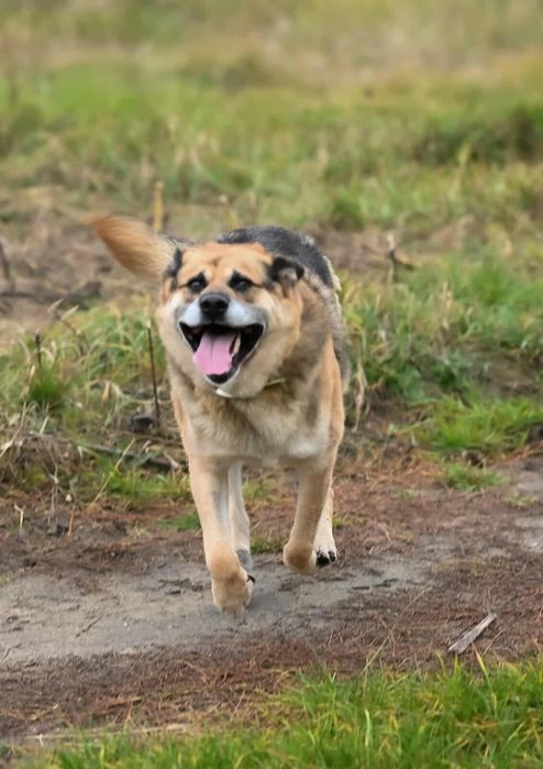 Otto - owczarek idealny - oddam w dobre ręce