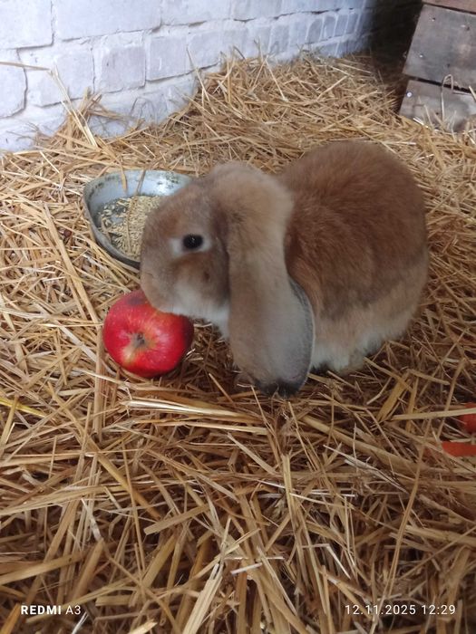 Sprzedam króliczka rasy baran francuski