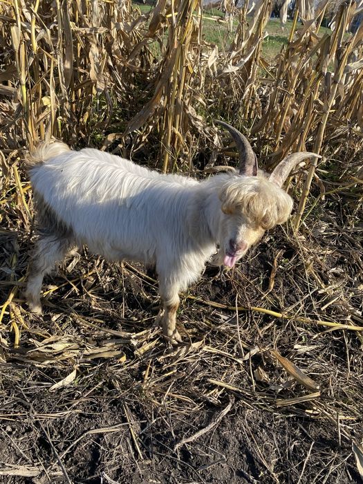 Продам козла на заложку