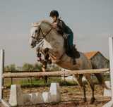 Cavalo PSL desporto