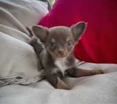 Suczka Chihuahua LILAC TRICOLOR Długowłosa