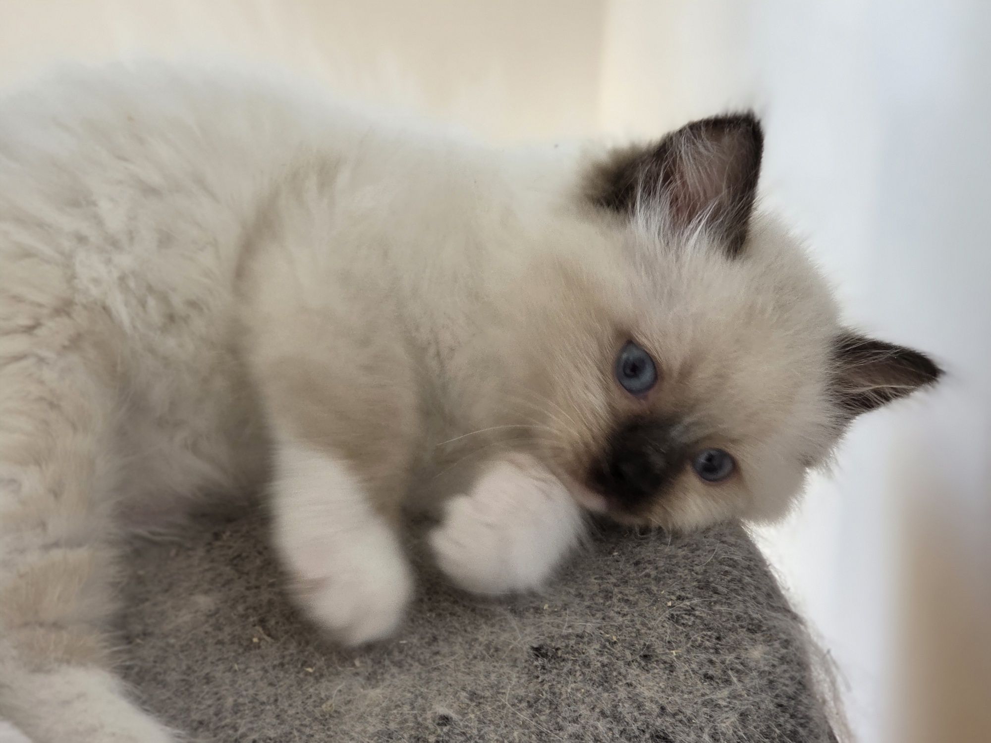 Kot  kotka Ragdoll z rodowodem FPL Fife piękni rodzice.!