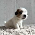 Jack Russell Terrier- szorstkowłosa sunia FCI