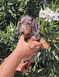 Teckel Black merle