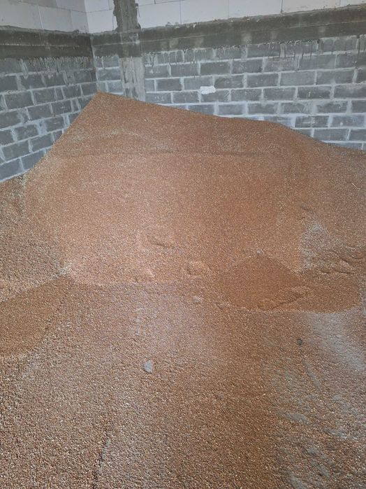 Pszenżyto ozime, zboże