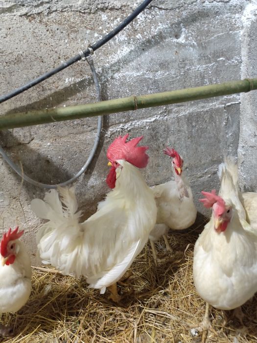 Ovos de galinha legorne férteis