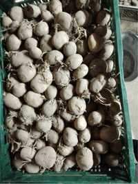 Ziemniaki do sadzenia  1,4/kg