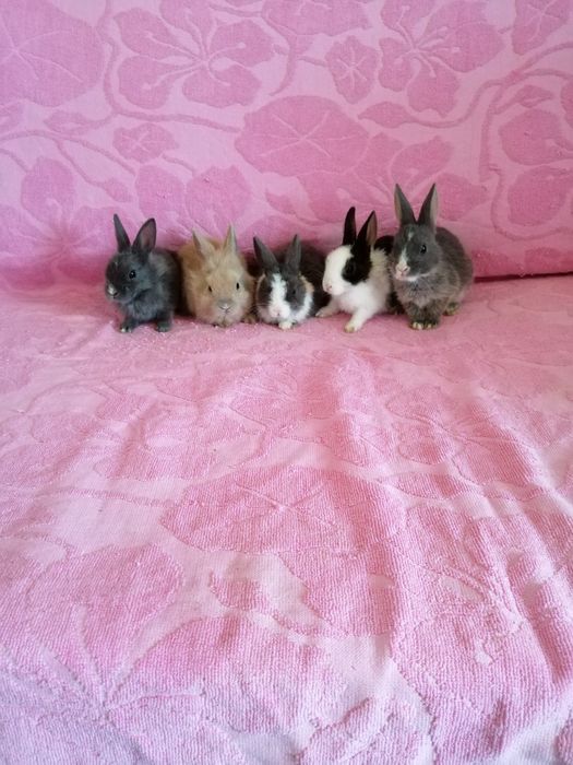 Króliczki karzełki Teddy, Lewki, gładkie, Mini Lop