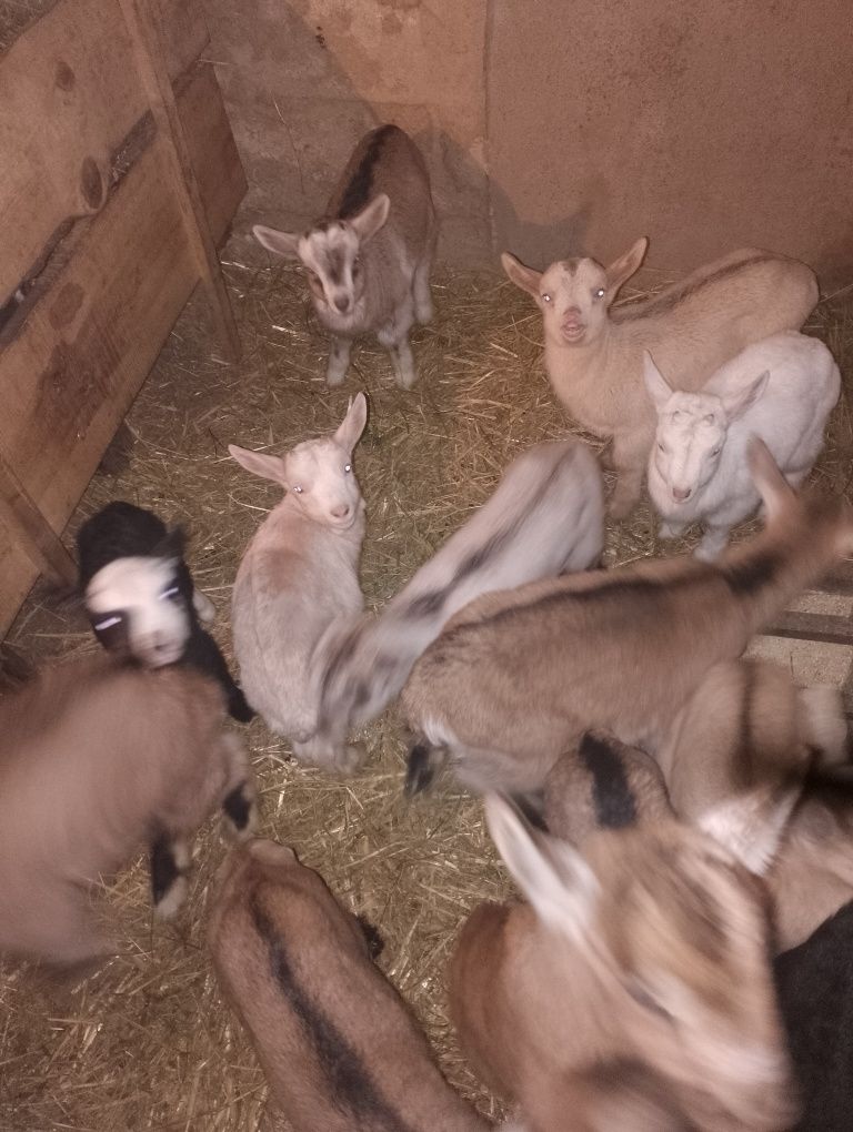 Продам Вівці, Овечки, Кози, Козенята