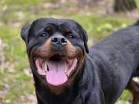 Rottweiler pies szuka swojej rodziny