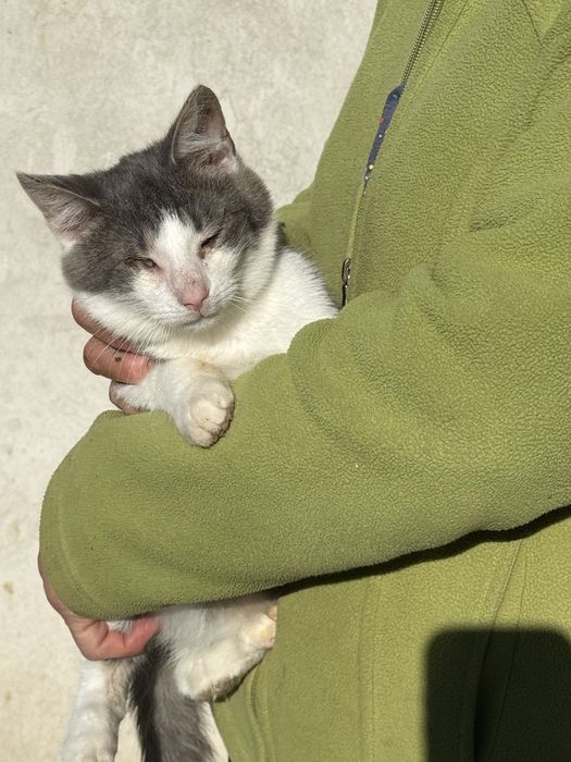 Dwa bezdomne koty czekaja na wymarzone domy !