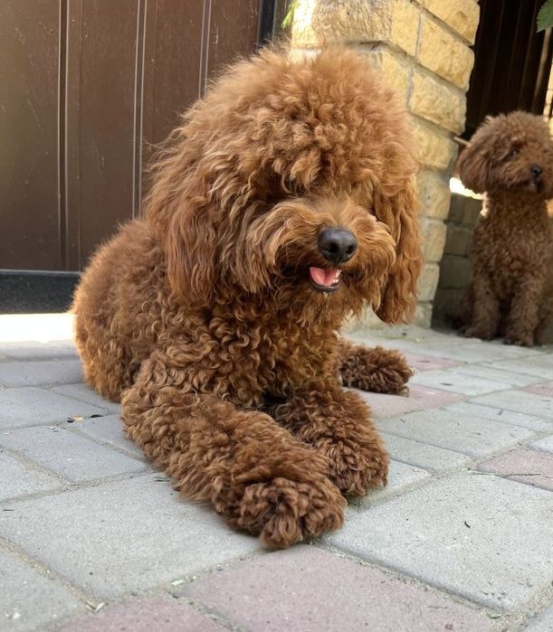 Готовий до вʼязки Арчі той Пудель