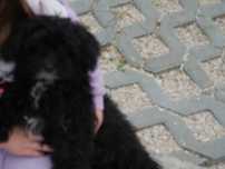 Maltipoo piesek dla całej rodziny