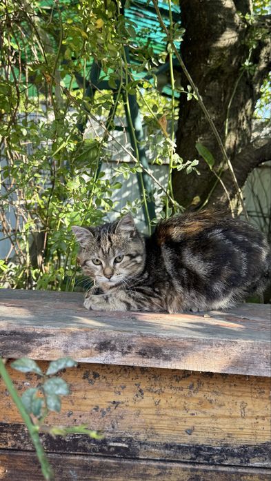 Кошеня 3,5 місяця