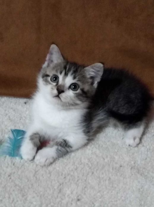 Шотландский породистый котенок