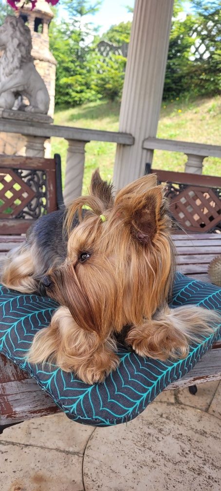 Yorkshire terrier:)