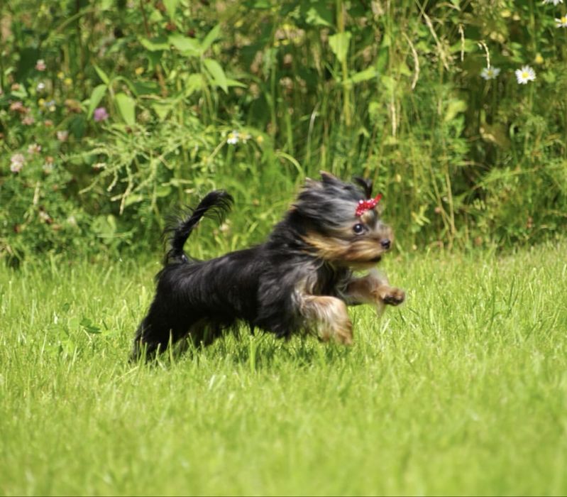 Девочка супер мини размера КСУ FCI baby face