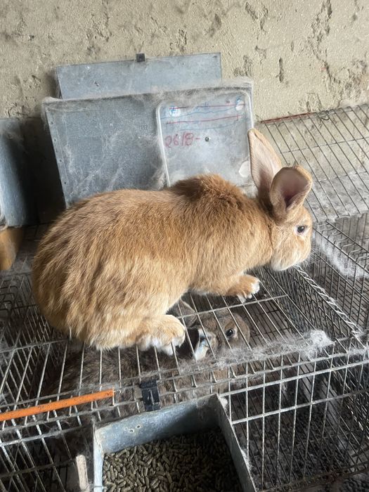 Coelhos leonardo de borgonha x gigante de flandres