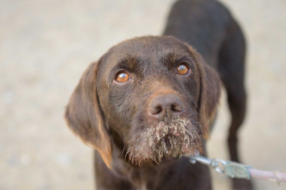 Racuch - cudowny pies w typie wyżła szuka domu